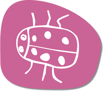 sezione coccinelle